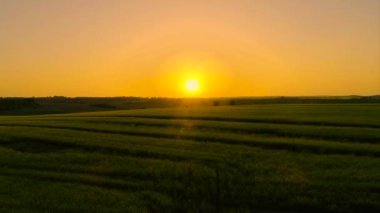 Sarı kolza tohumu alanları yukarıda havadan görünümü