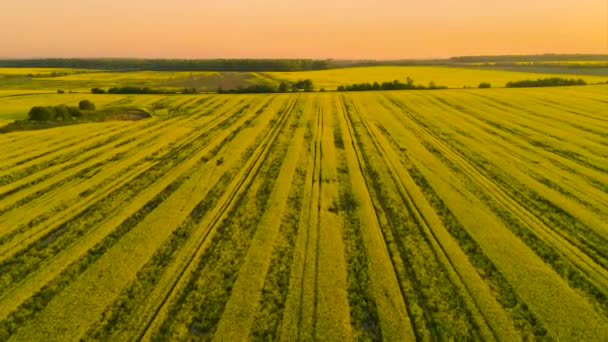 Luchtfoto boven geel koolzaad velden — Stockvideo