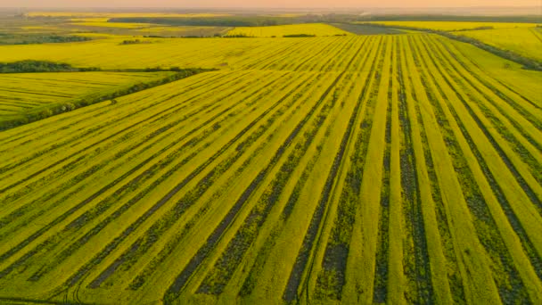 Luchtfoto boven geel koolzaad velden — Stockvideo