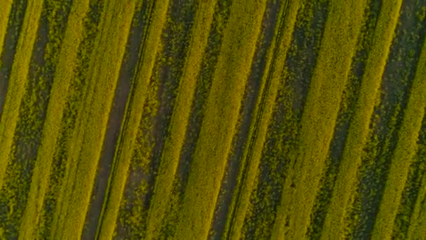 Vista aérea acima dos campos de colza amarelos — Vídeo de Stock