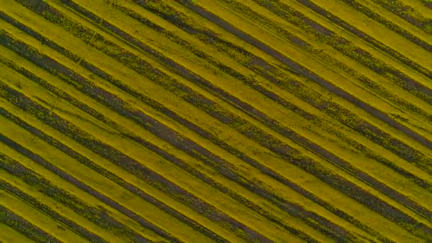 Luchtfoto boven geel koolzaad velden — Stockvideo