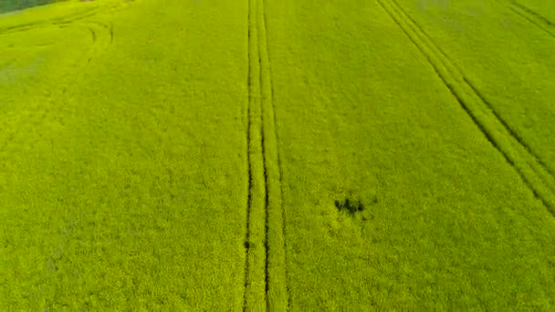 Vista aérea acima dos campos de colza amarelos — Vídeo de Stock