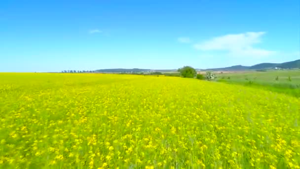 Vista aérea sobre campos de colza amarilla — Vídeo de stock