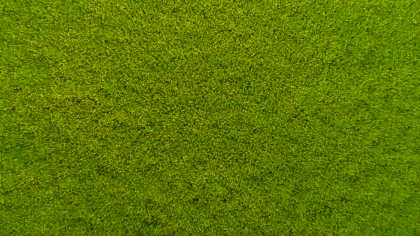 Vista aérea sobre campos de colza amarilla — Vídeos de Stock