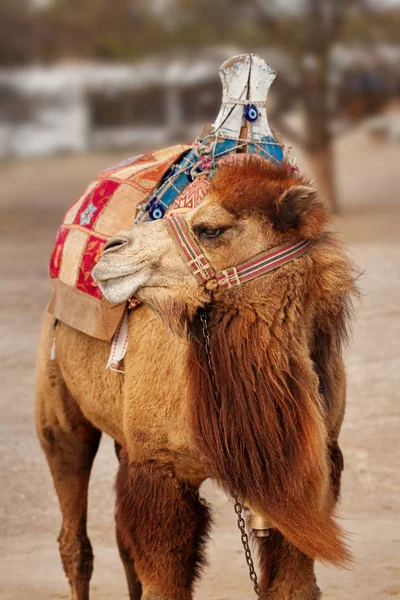Portret van Turkse kameel — Stockfoto