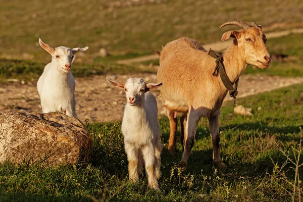 Mother goat and her kid — Stock Photo, Image