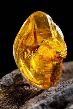 Doğal Amber. Koyu taşlı ahşap büyük parça üzerinde sarı şeffaf doğal Amber bir parça.