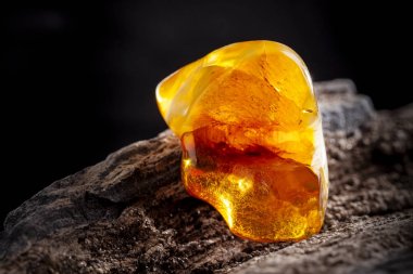 Doğal Amber. Koyu taşlı ahşap büyük parça üzerinde sarı opak doğal Amber bir parçası.