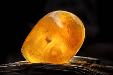 Doğal Amber. Koyu taşlı ahşap büyük parça üzerinde sarı opak doğal Amber bir parçası.
