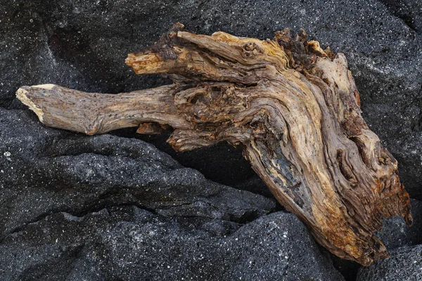 Piece of an old tree trunk on a black rock — Stock Photo, Image