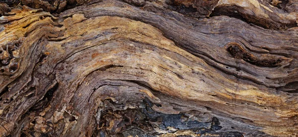 Texture of an old tree trunk washed up in ocean — ストック写真