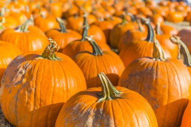 çiftçi pazarında portakal kabakları