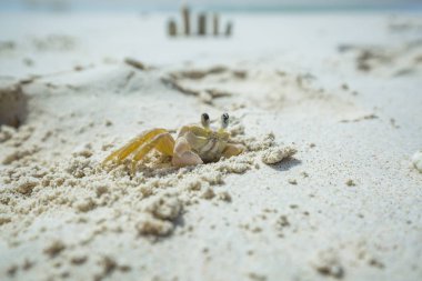 Kleine Curacao küçük beyaz kum yengeç
