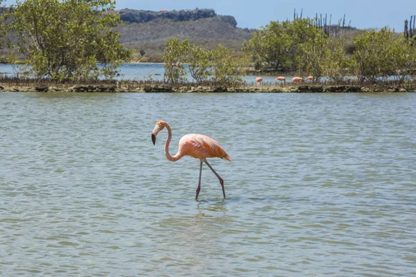 Flamingos - Vistas sobre a ilha caribenha de Curaçao — Fotografia de Stock