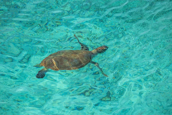 与海龟在加勒比海库拉索岛游泳 — 图库照片