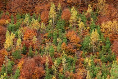 renkli ormanında sonbahar