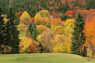 renkli ormanında sonbahar