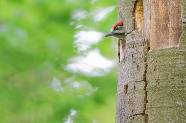 Büyük benekli ağaçkakan - Dendrocopos büyük - Buntspecht 