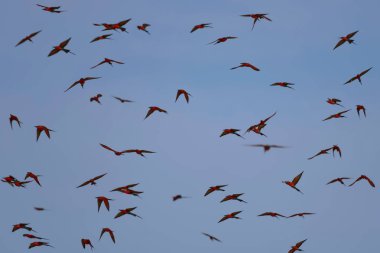 Güney carmine arı kuşugiller - arı kuşu nubicoides - Scharlachspint