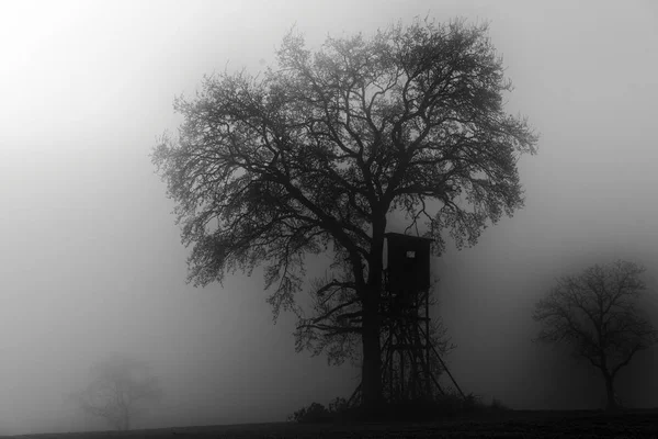 Silhouette Dell Albero Coperta Nebbia Inverno — Foto Stock