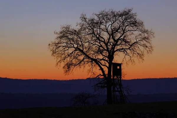 Winter Kleuren Winterfarben Boom Silhouet Bij Zonsondergang — Stockfoto