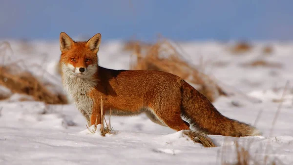 Red Fox in the snow - Vulpes vulpes - Rotfuchs im Schnee