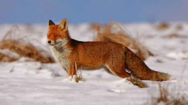 Red fox in the snow - Vulpes vulpes - Rotfuchs im Schnee