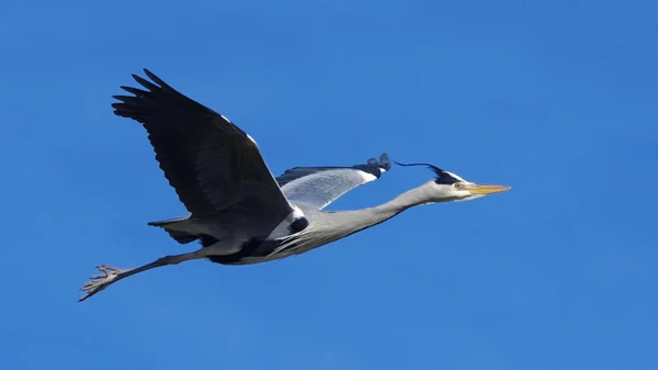 Flying Grey Heron Ardea Cinerea Fliegender Graureiher — Stock Photo, Image