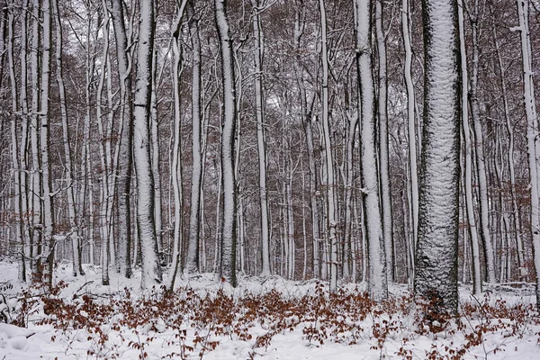 Χρώματα Winterfarben Χιονισμένες Δέντρα Χειμώνα — Φωτογραφία Αρχείου