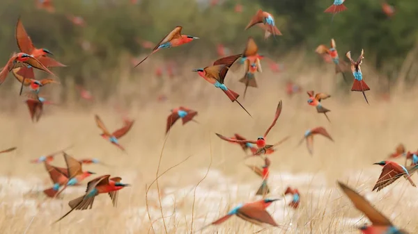 Південний Кармін Bee Eaters Merops Nubicoides Scharlachspint — стокове фото