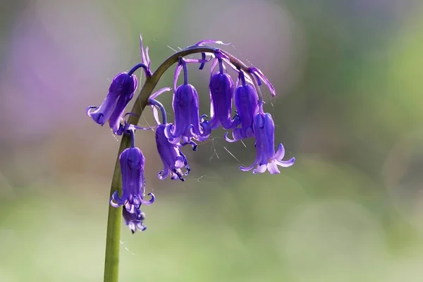 通用蓝钟的 Bokeh Atlantsches Hasenglcchen Hyacinthoides 免版税图库照片