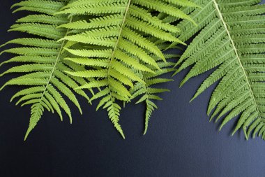 Yeşil eğreltiotu siyah arka plan üzerine bırakır. Yazıt için bir yer.