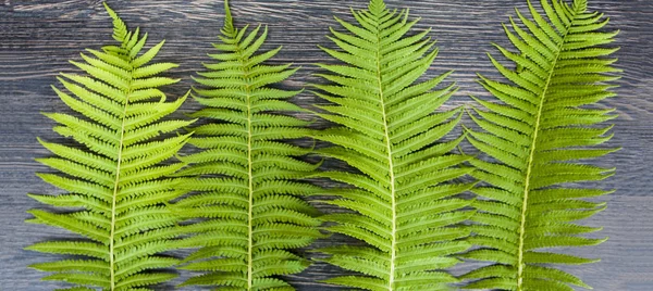 Green Leaves Ferns Dark Wooden Background Banner — Stock Photo, Image
