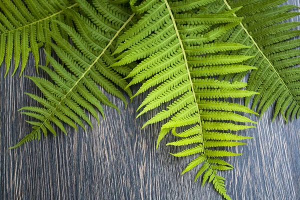 Zelené Listy Kapradin Tmavém Pozadí Dřevěná — Stock fotografie