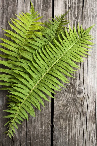 Green Leaves Ferns Dark Wooden Background — Stock Photo, Image