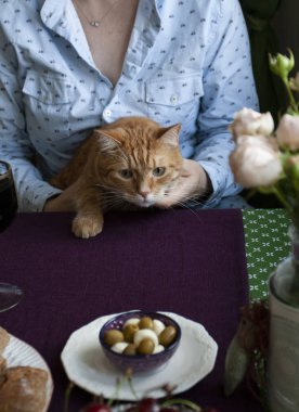 Öğle yemeği sonrası mola: bir kedi tutan bir kadın.
