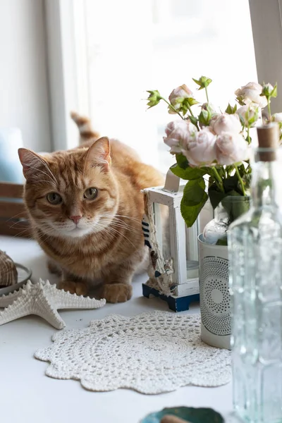 Un lindo gato jengibre sentado en un alféizar de ventana . —  Fotos de Stock