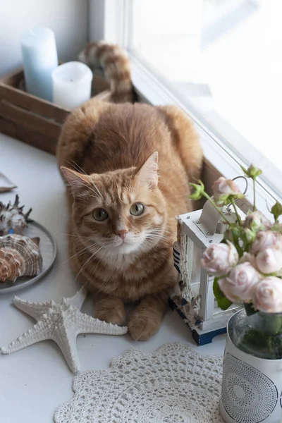 Pencere nin üzerinde oturan sevimli bir kızıl kedi. — Stok fotoğraf