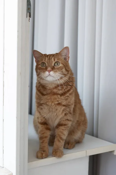 Un lindo gato jengibre sentado en un alféizar de ventana . — Foto de Stock