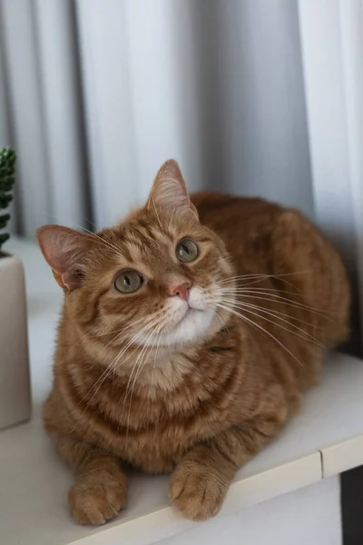 Um gato gengibre bonito sentado em um peitoril da janela . — Fotografia de Stock