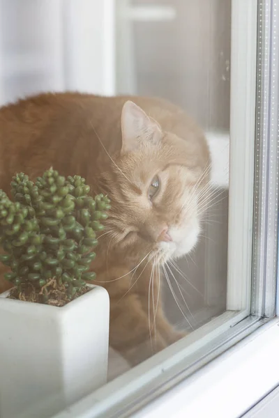 O pisică drăguță de ghimbir care stă pe pervazul ferestrei . — Fotografie, imagine de stoc
