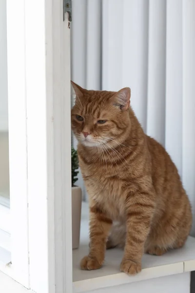 Roztomilá zázvorná kočka, která seděla na okenní římse. — Stock fotografie