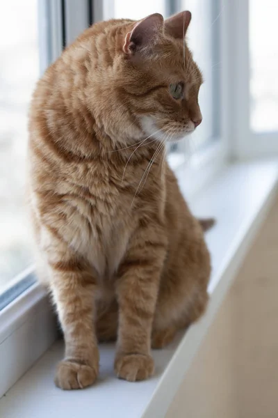 Um gato gengibre bonito sentado em um peitoril da janela . — Fotografia de Stock