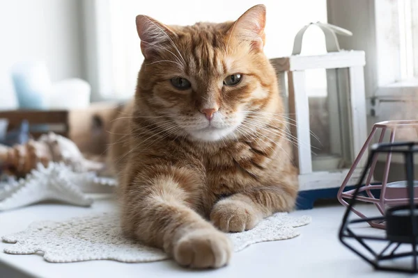 Um gato gengibre bonito sentado em um peitoril da janela . — Fotografia de Stock