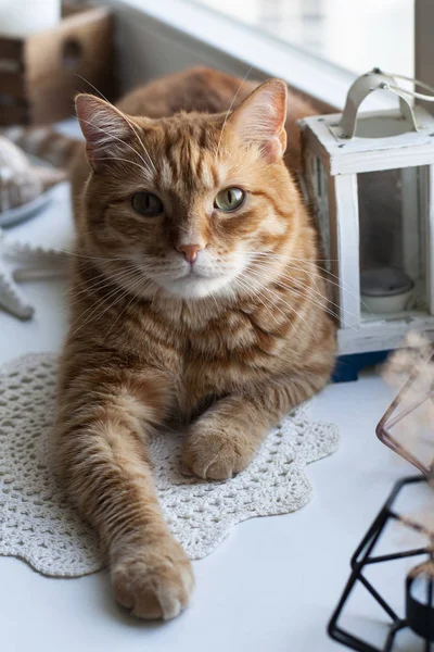 一只可爱的姜猫坐在窗台上. — 图库照片