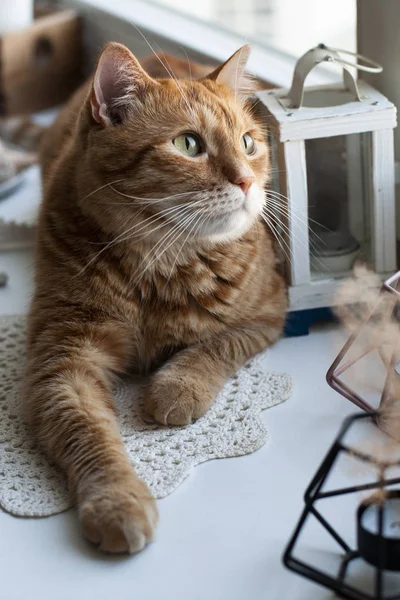 Um gato gengibre bonito sentado em um peitoril da janela . — Fotografia de Stock