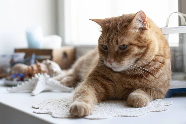 Un lindo gato jengibre sentado en un alféizar de ventana . — Foto de Stock