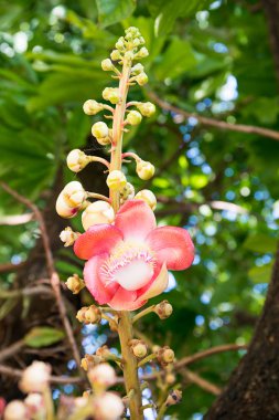 Close-Up Shorea robusta veya ağaç Cannonball çiçek (Couroupita guianensis)