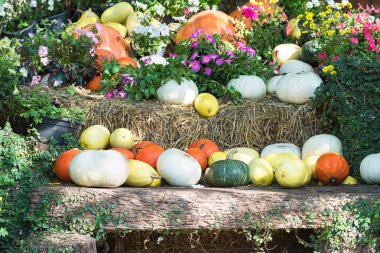 Çeşitli ürün yelpazesine kabaklar, A demet kabaklar bir saman balya organik çiftlik Satılık dekorasyon olarak kullanılmak üzere üst