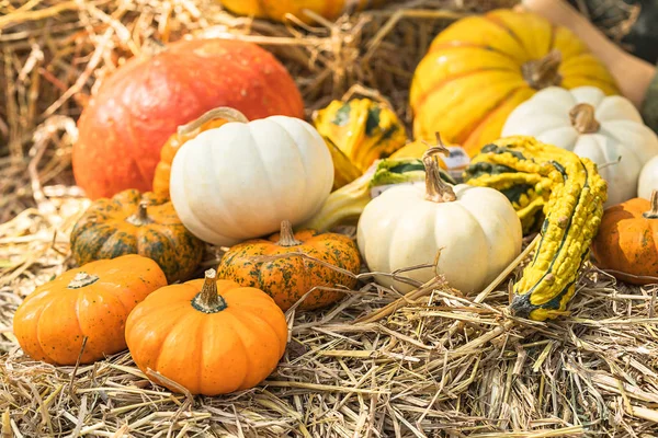 Divers Assortiment Van Pumpkins Bunch Van Pompoenen Bovenkant Van Een — Stockfoto